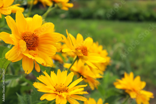 Yellow rudbeckia flowers in the garden, side view, place for text