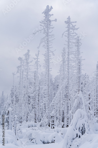 Snowlandscape and snowed trees on the Brocken in Harz in Germany 