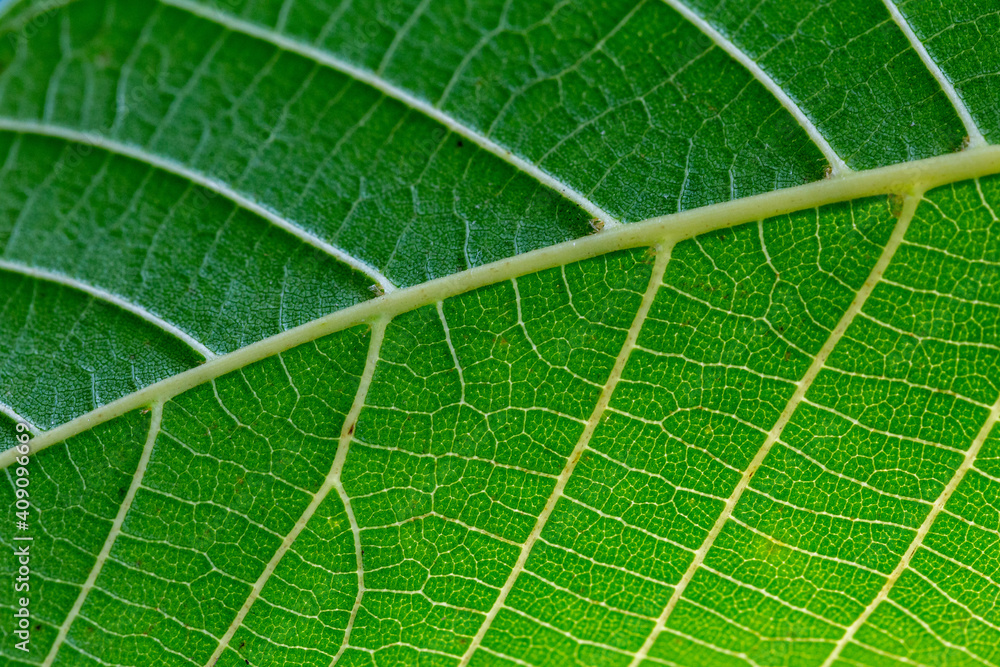green leaf texture green leaf texture