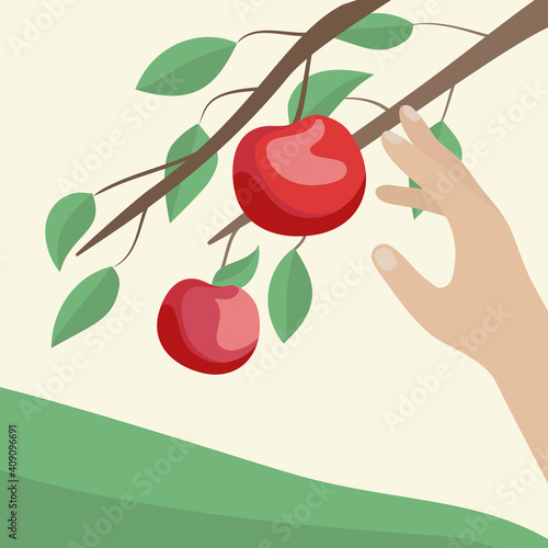 Hands are picking apples in the garden. Vector illustration