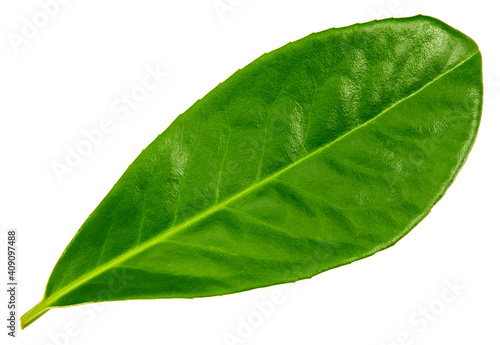 citrus leaves isolated on white background. clipping path