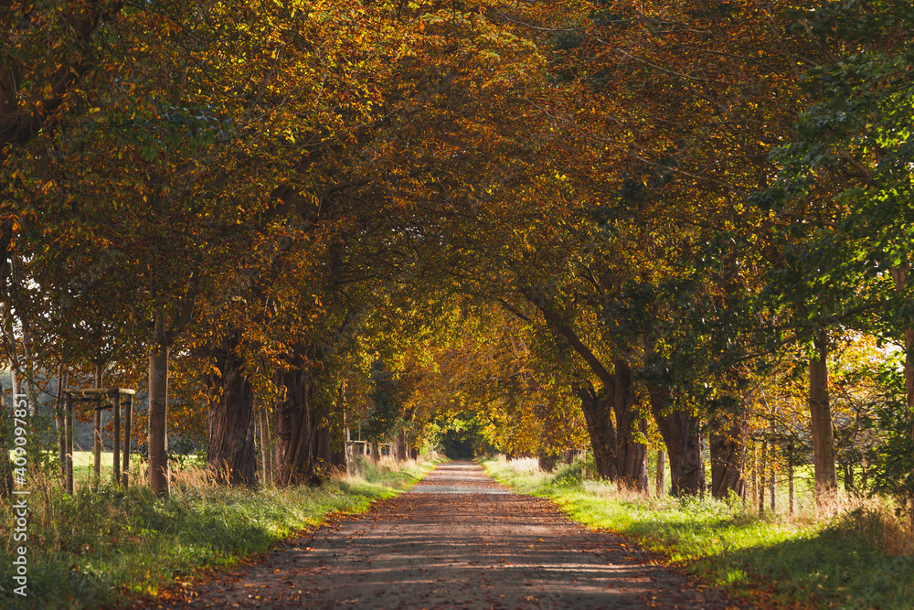 Fototapeta premium path in autumn forest