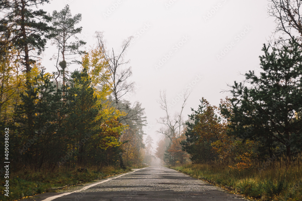 Obraz premium road in autumn in the woods