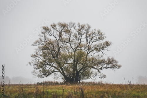 tree in the foggy field
