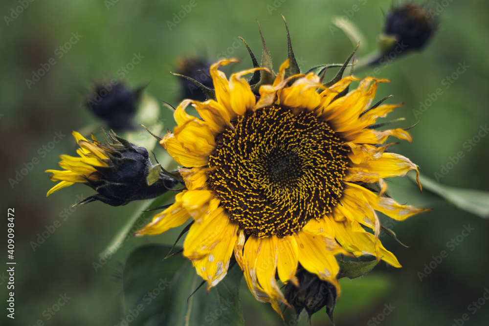 Fototapeta premium sunflower on a field