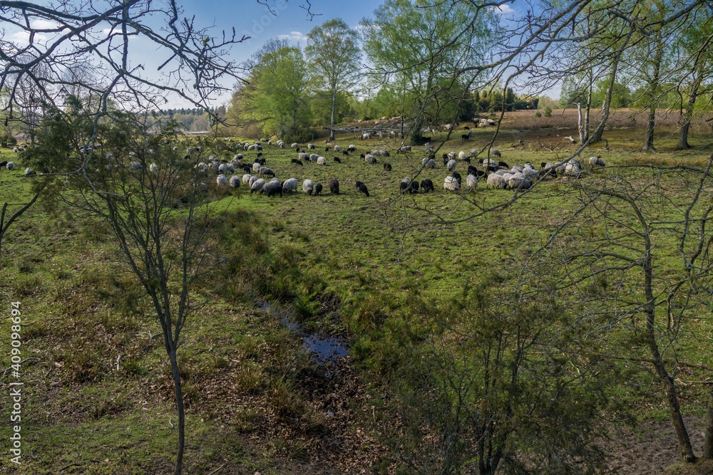 Naklejka premium Heidschnucken Herde in der Lüneburger Heide