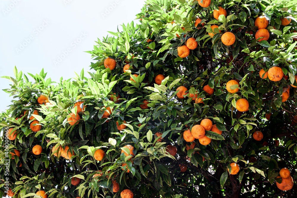 oranges on tree in italy