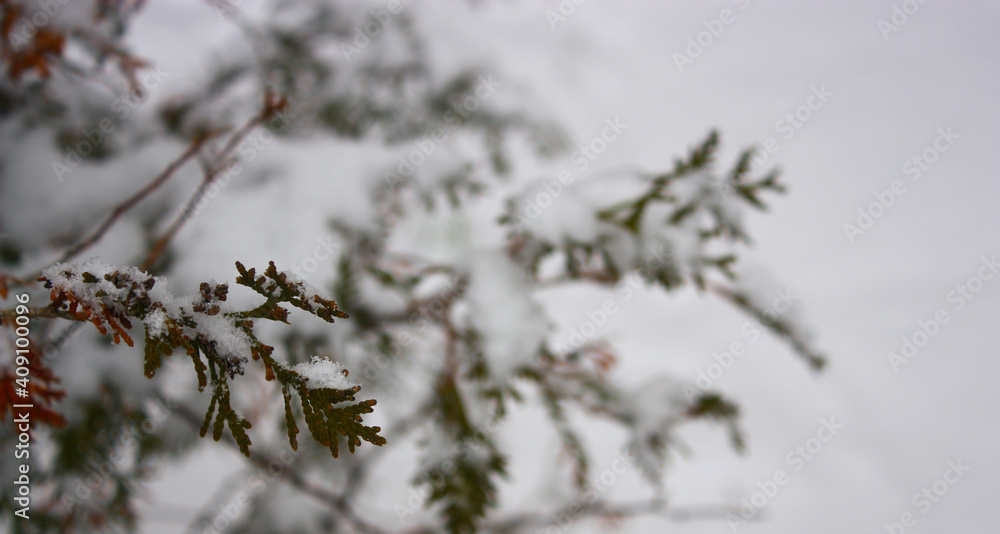 Snow covered green thuja twigs on white blurred background. Winter weather. Snow covered green thuja twigs on white blurred background. Winter weather.