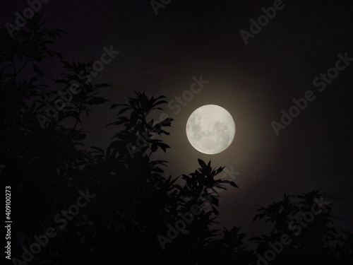 moon over the forest