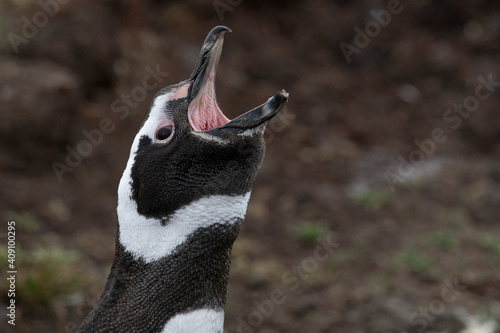 The Magellanic penguin (Spheniscus magellanicus)