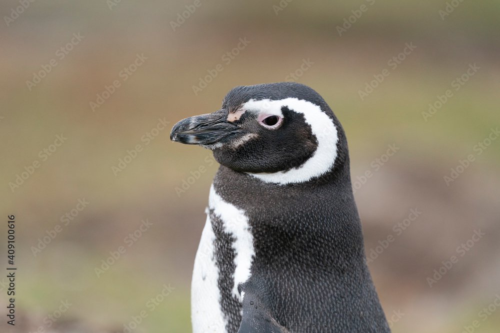 Obraz premium The Magellanic penguin (Spheniscus magellanicus)