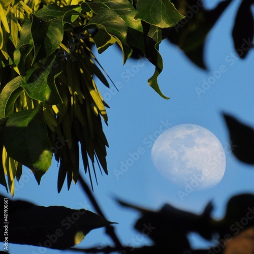moon and tree