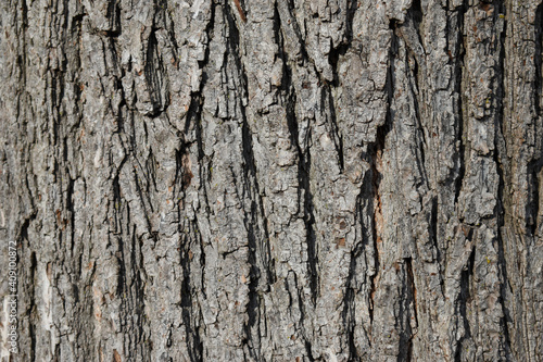 Wood Bark Texture Background Close Up