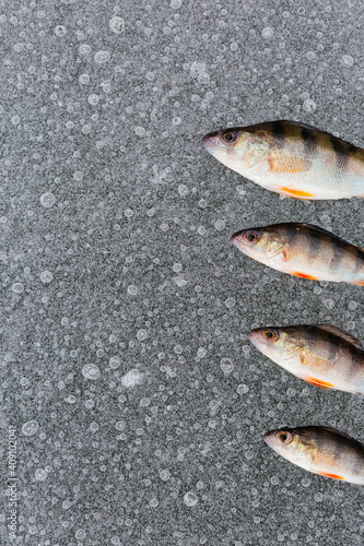 Perch fish and on the ice on the river. Ice fishing. Fish background. Winter fishing concept. Vertical background