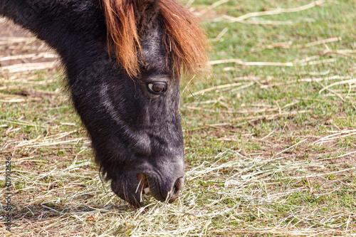 Face of a Shetland pony taking a bite of grass