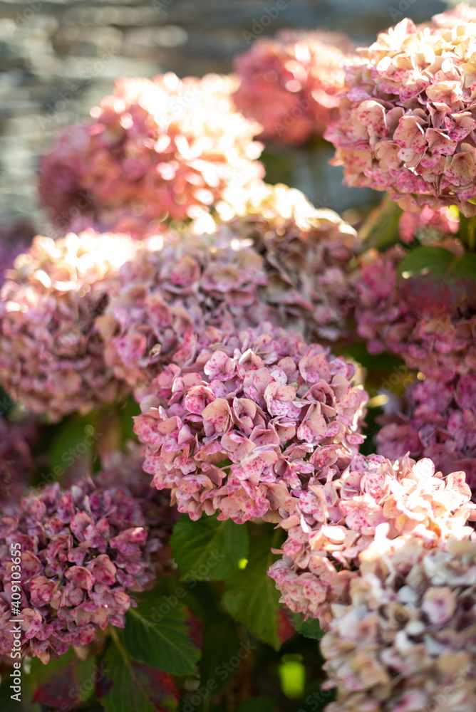 Hydrangeas blooming in full spring as they receive sunlight in the garden.