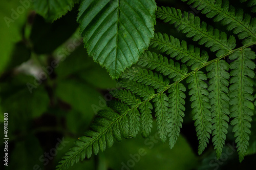 Background from green leaves Full Frame Shot Of Plants