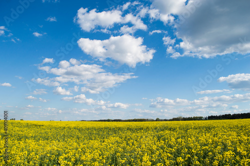 Landscape of a field of yellow rape or canola flowers  grown for the rapeseed oil crop. Field of yellow flowers with blue sky and white clouds