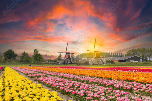 Landscape during sunset with blooming tulips in the colors yellow, pink, red, orange against a background with 2 seesaw mills in the backlight of the setting sun 
