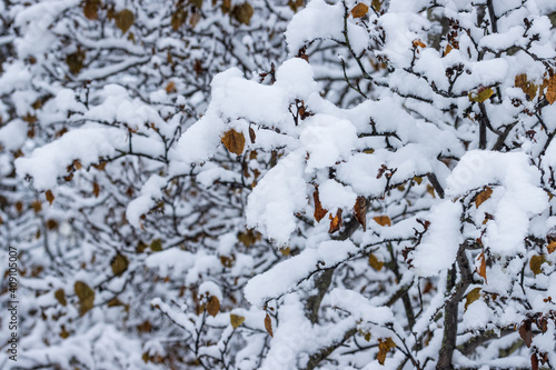 Snow on the branches of trees and bushes after a snowfall. Beautiful winter background with snow-covered trees. Plants in a winter forest park. Cold snowy weather. Cool texture of fresh snow. Closeup.