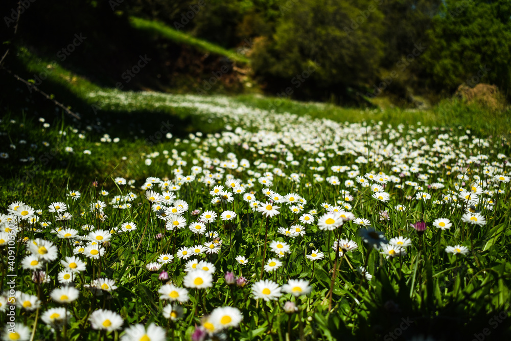 Fototapeta premium Chamomile blooming flower field.