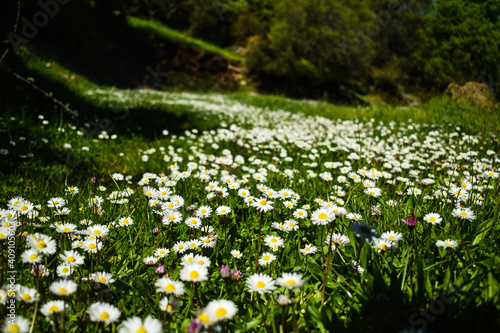 Chamomile blooming flower field.
