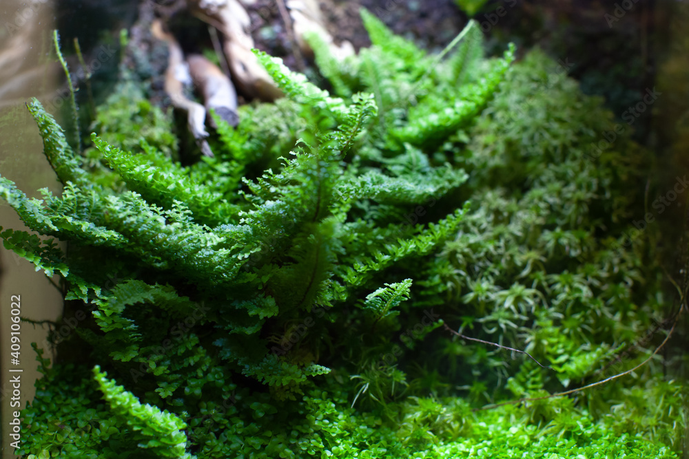 A lush biophilic terrarium with layered moss, ferns, and small air plants, nestled in a glass vessel, bathed in soft natural light.