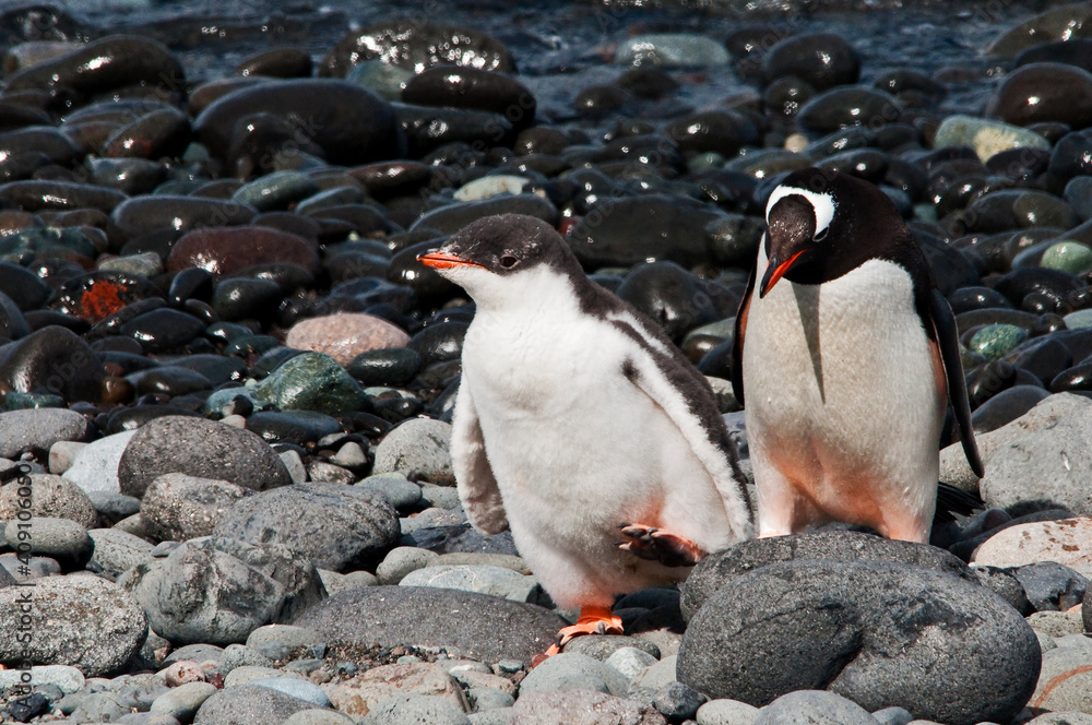 Obraz premium pingwiny