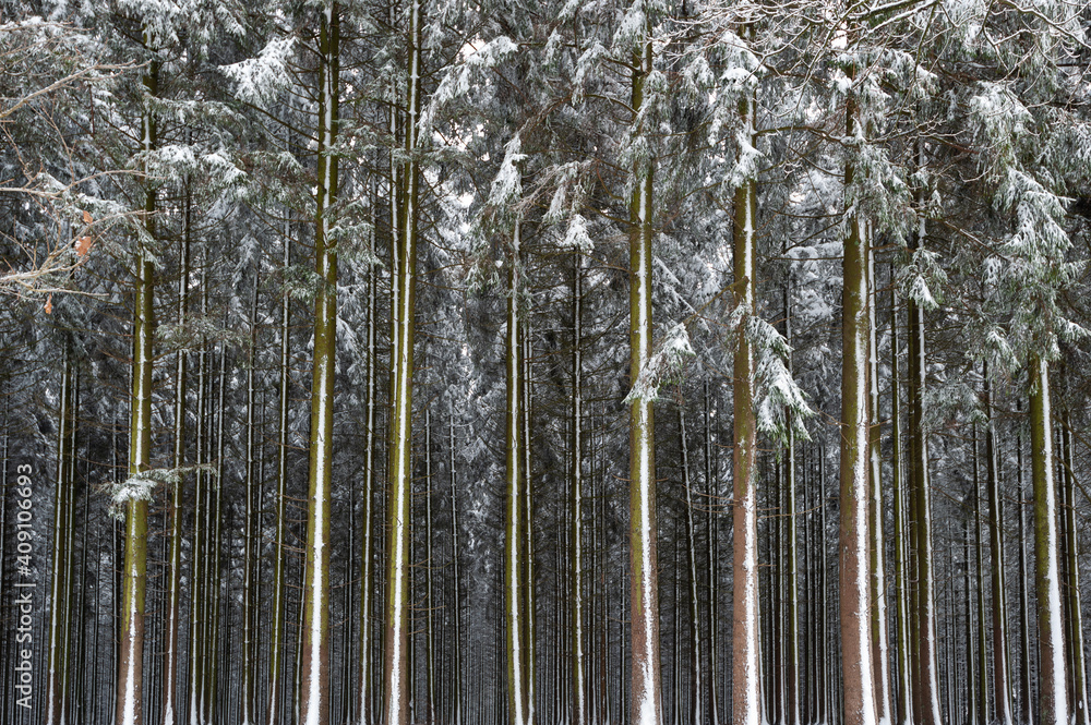 Fototapeta premium Neige dans les sapins