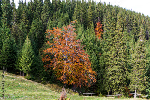 A beautiful lush tree with yellow leaves. Deciduous tree among the needles. Unique tree. Stand out from others.