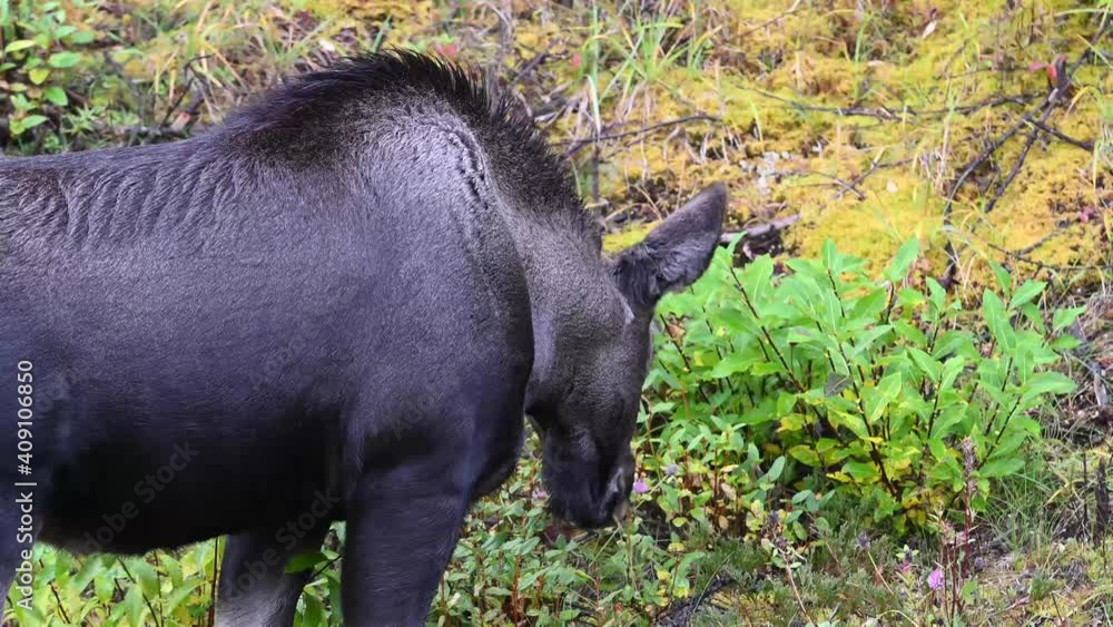 Moose in the Canadian Rockies Moose in the Canadian Rockies