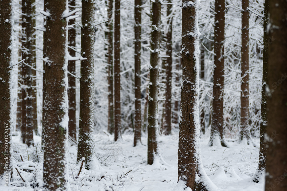 Neige dans les sapins Neige dans les sapins