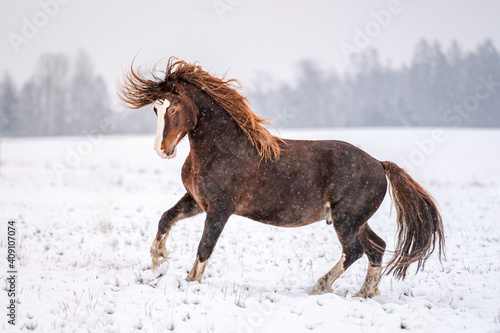 Obraz na plátně Galloping chestnut welsh pony cob stallion in snow
