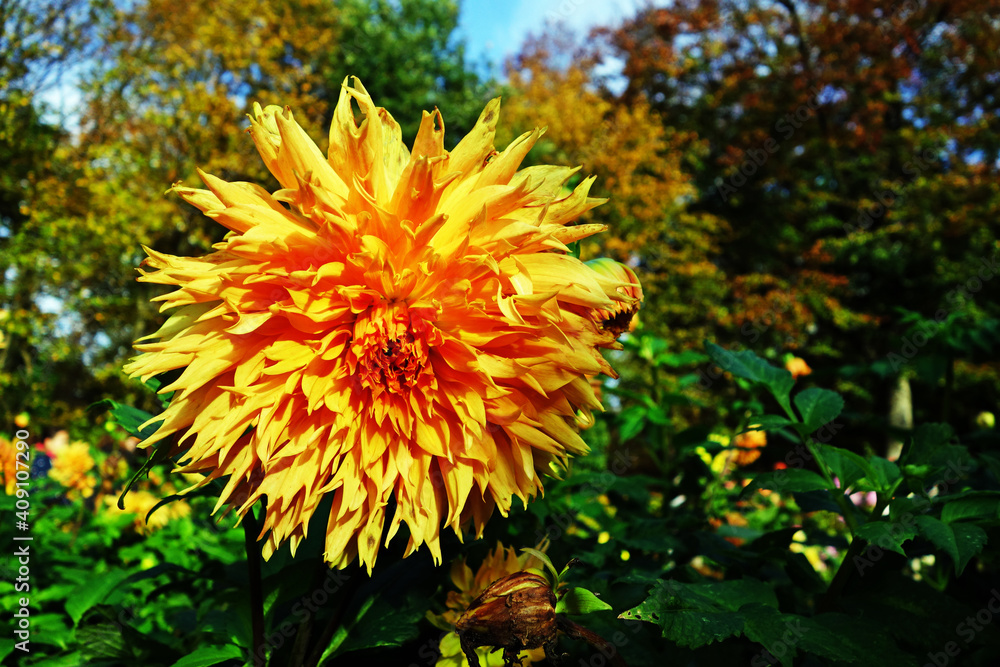 Obraz premium Dahlienblüte im Spätsommer