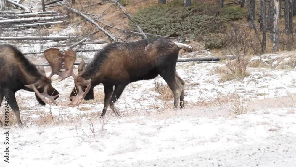 Moose in the Canadian wilderness Moose in the Canadian wilderness