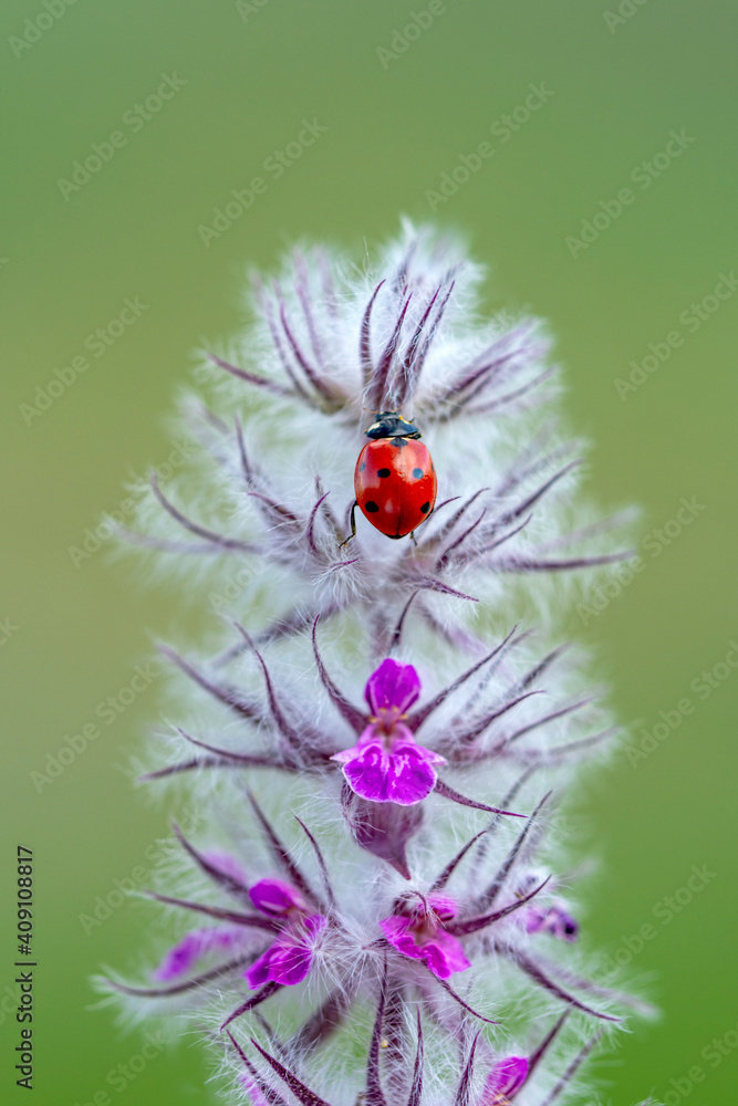Beautiful ladybug on leaf defocused background Beautiful ladybug on leaf defocused background