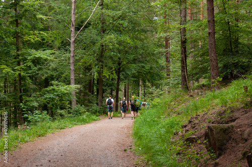 Gruppe wandert im Wald auf Wanderweg