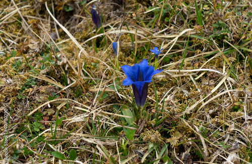 Gentiana clusii, Clusius-Enzian, Frühlings-Blüher auf Allgäuer Bergwiese photo