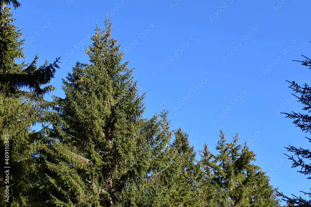 Nadelbaum in der Steiermark, Österreich