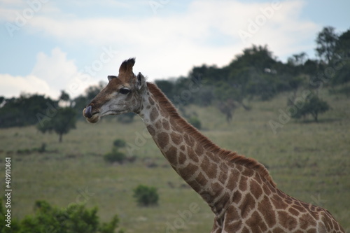 Canvas Print giraffe eating grass