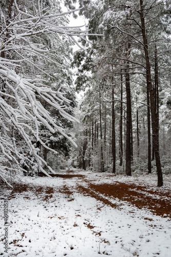 Wallpaper Mural Winter forest trail in the snow with tall pine trees and frozen hardwood tree branch landscape ~SNOWBOUND~ Torontodigital.ca