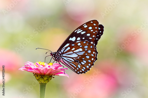 Butterfly Blue Tiger or Tirumala limniace on pink Zinnia flower with light colorful blurred bokeh background © Dmitrii