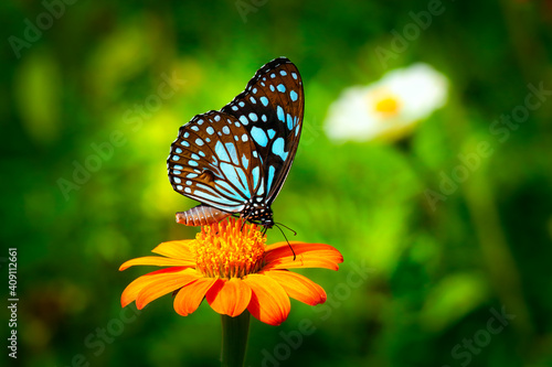 Butterfly Blue Tiger or Tirumala limniace on orange flower with dark green blurred background © Dmitrii