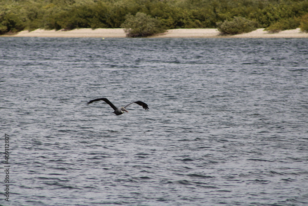 Pelican inbound