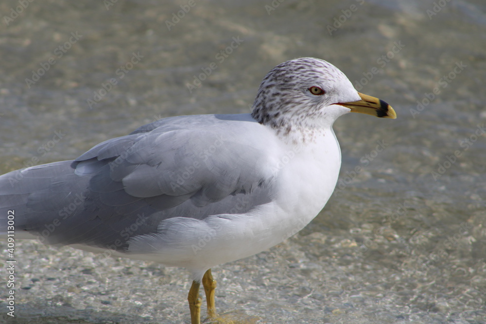 Fototapeta premium Resting