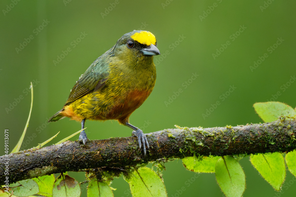 Fototapeta premium Olive-backed Euphonia - Euphonia gouldi small passerine bird in the finch family, resident breeder in the Caribbean lowlands and foothills from southern Mexico to western Panama