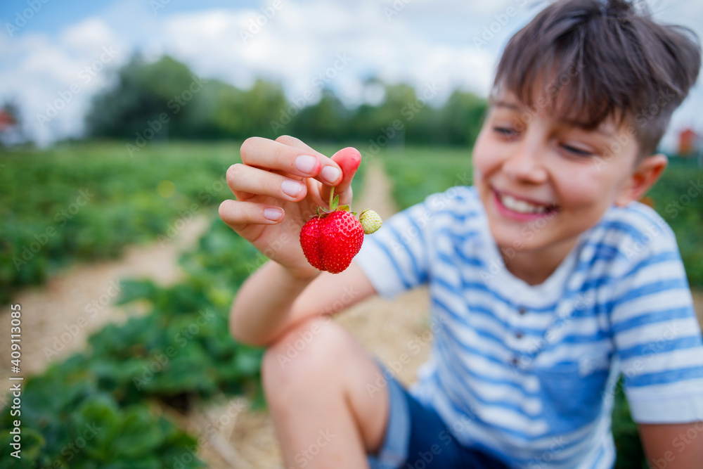 Cheerful boy picking strawberry in a field Cheerful boy picking strawberry in a field