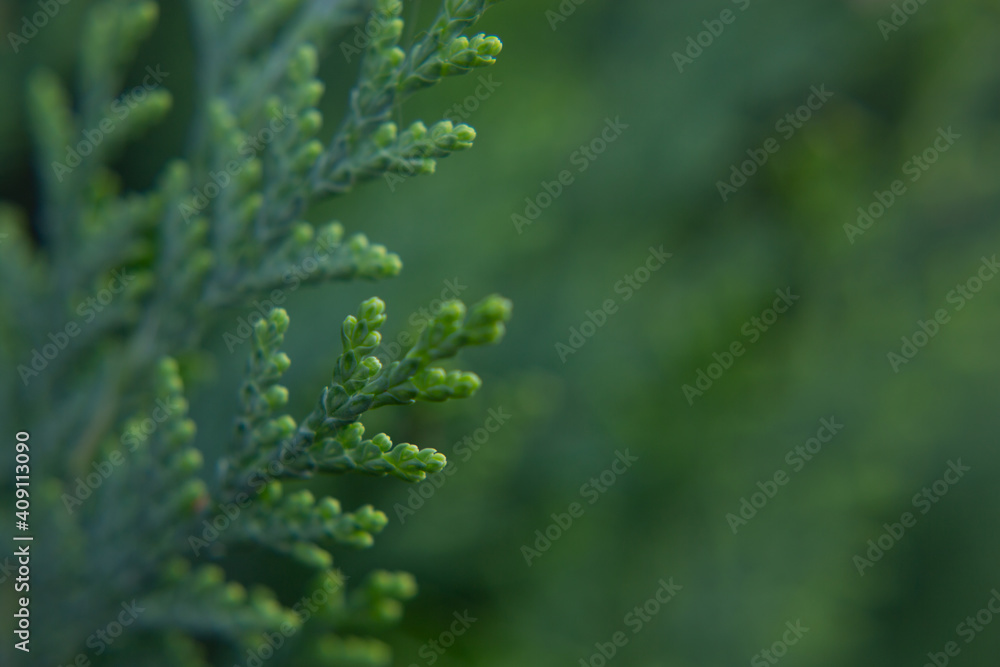 Green branches of thuja in the botanical garden - beautiful green background Green branches of thuja in the botanical garden - beautiful green background