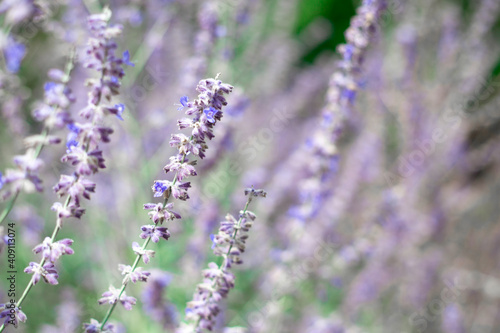 Beautiful lavender flowers in the field-meadow flowers, beautiful landscape
