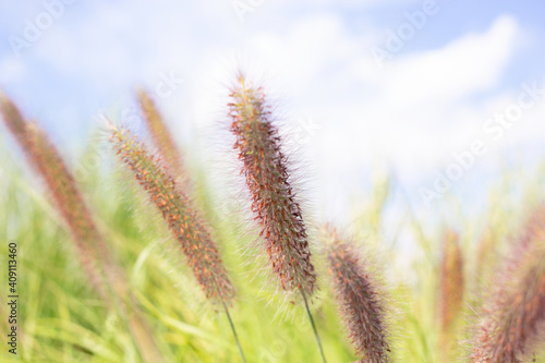 Beautiful fluffy spikelets with red seeds - meadow grasses in the field in summer